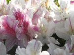 20080429_10.jpg