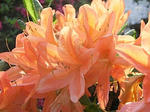 20080429_11.jpg