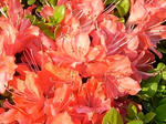 20080429_13.jpg