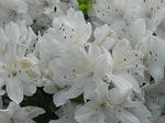 20080429_14.jpg