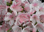 20080429_15.jpg