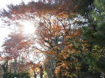 20081123_01.jpg