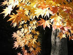 20081123_04.jpg