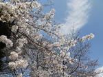 20090327_02.jpg