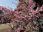 20090327_06.jpg