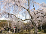 20090327_08.jpg