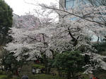 20090327_10.jpg