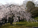 20090327_11.jpg