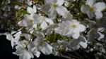 20090403_04.jpg