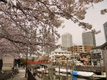 20090404_06.jpg