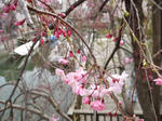 20090404_07.jpg