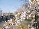 20090405_04.jpg