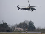 桜とUH-60J
