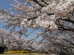20090411_22.JPG