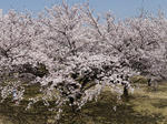 20090411_26.JPG