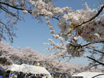 20090411_27.JPG