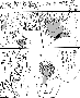 sqq329.gif