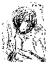 sqq370.gif