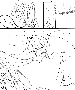 sqq548.gif