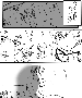 sqq565.gif