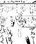 sqq594.gif