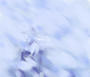 sqq652.jpg