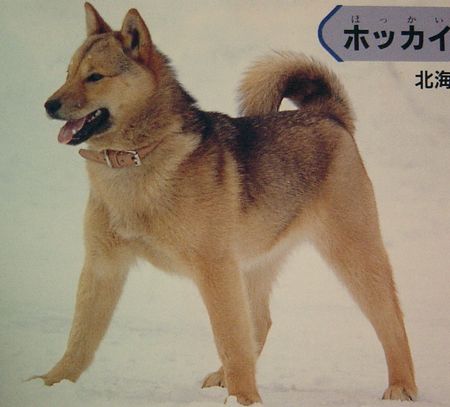 北海道犬