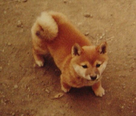 柴犬チャッピー子犬