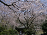 P1000356.JPG