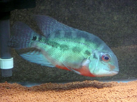20070716P.JPG