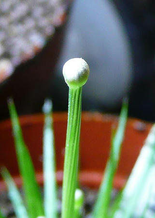 P1000911.JPG