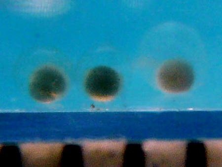 P1010740-1.JPG