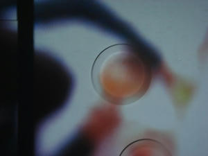 parallel existence２
