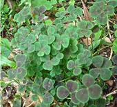 DSC01447.jpg