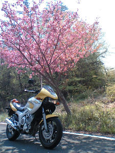VFTS0044.JPG