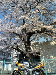 VFTS0041.JPG