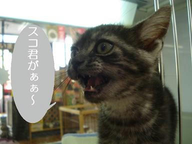 DSC02868.JPG