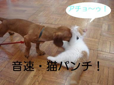 DSC03914.JPG