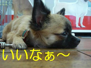 DSC04484.JPG
