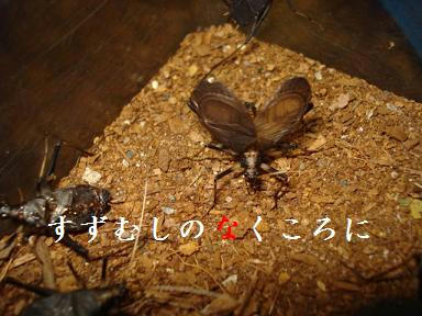 DSC03730.JPG