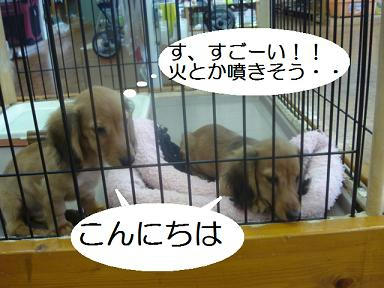 DSC05138.JPG