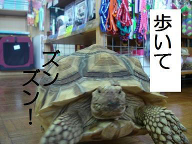 DSC06135.JPG