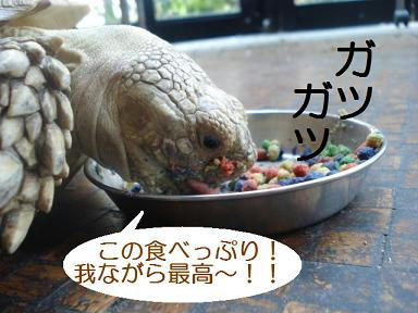 DSC06118.JPG