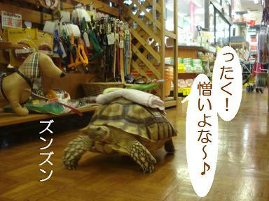 DSC07294.JPG