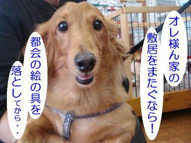 DSC07729.JPG