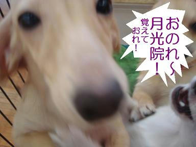 DSC08009.JPG