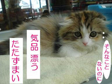 DSC08459.JPG