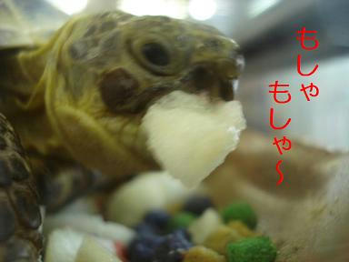 DSC08548.JPG