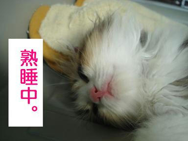 DSC08598.JPG