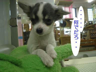 DSC00037.JPG
